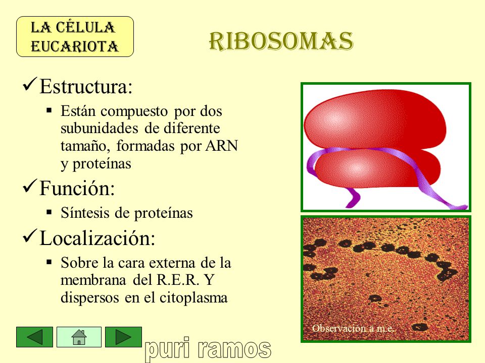 LA CÉLULA EUCARIOTA Observación a microscopía electrónica - ppt video  online descargar