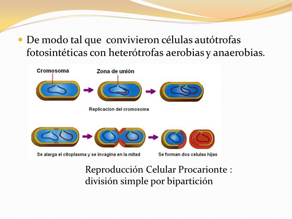 De modo tal que convivieron células autótrofas fotosintéticas con heterótrofas aerobias y anaerobias.