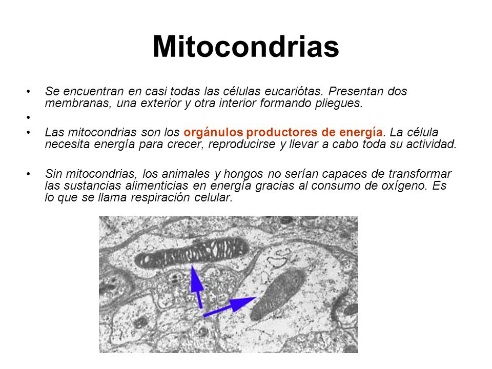 Mitocondrias Se encuentran en casi todas las células eucariótas. Presentan dos membranas, una exterior y otra interior formando pliegues.