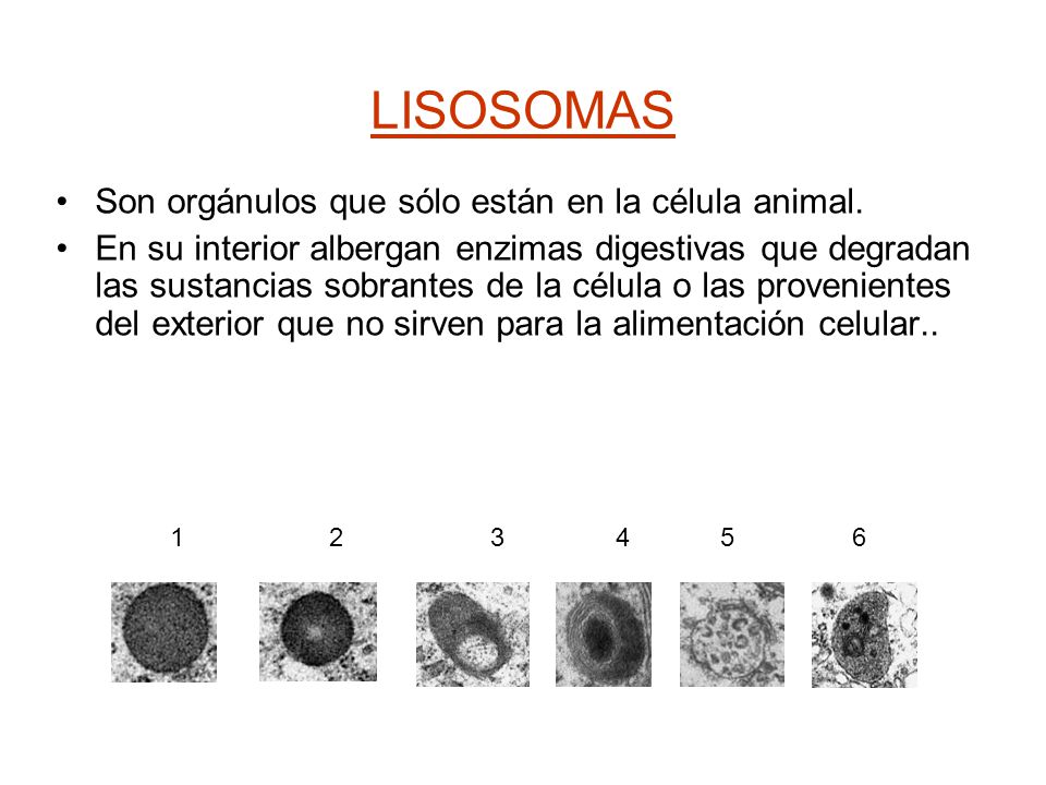 LISOSOMAS Son orgánulos que sólo están en la célula animal.