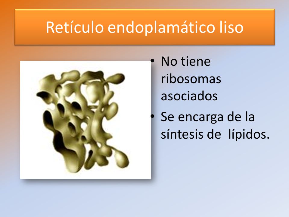 Retículo endoplamático liso