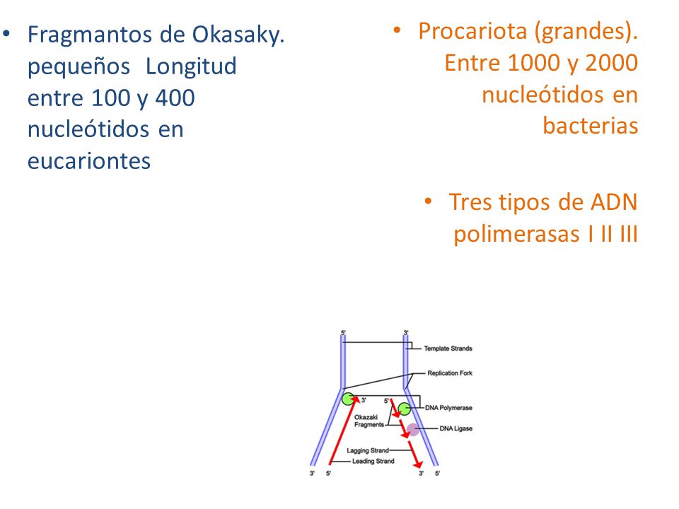 Fragmantos de Okasaky. pequeños Longitud entre 100 y 400 nucleótidos en eucariontes