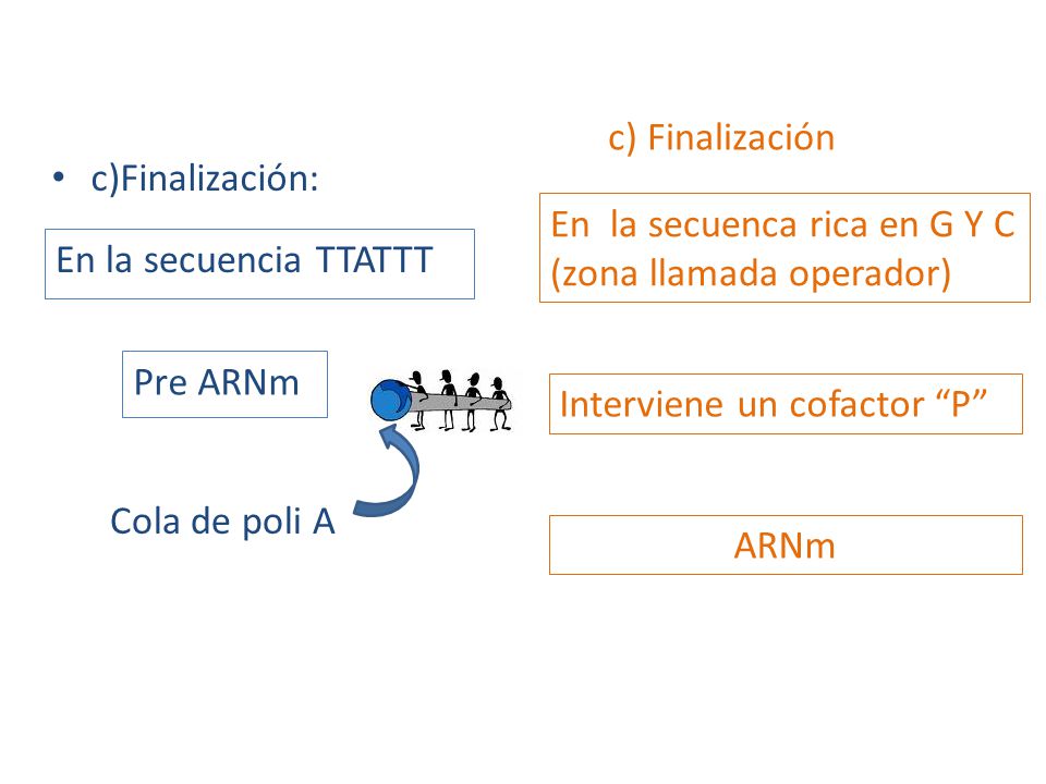 c) Finalización c)Finalización: En la secuenca rica en G Y C (zona llamada operador) En la secuencia TTATTT.