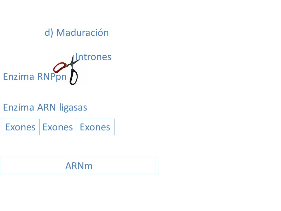 d) Maduración Intrones Enzima RNPpn Enzima ARN ligasas Exones Exones Exones ARNm