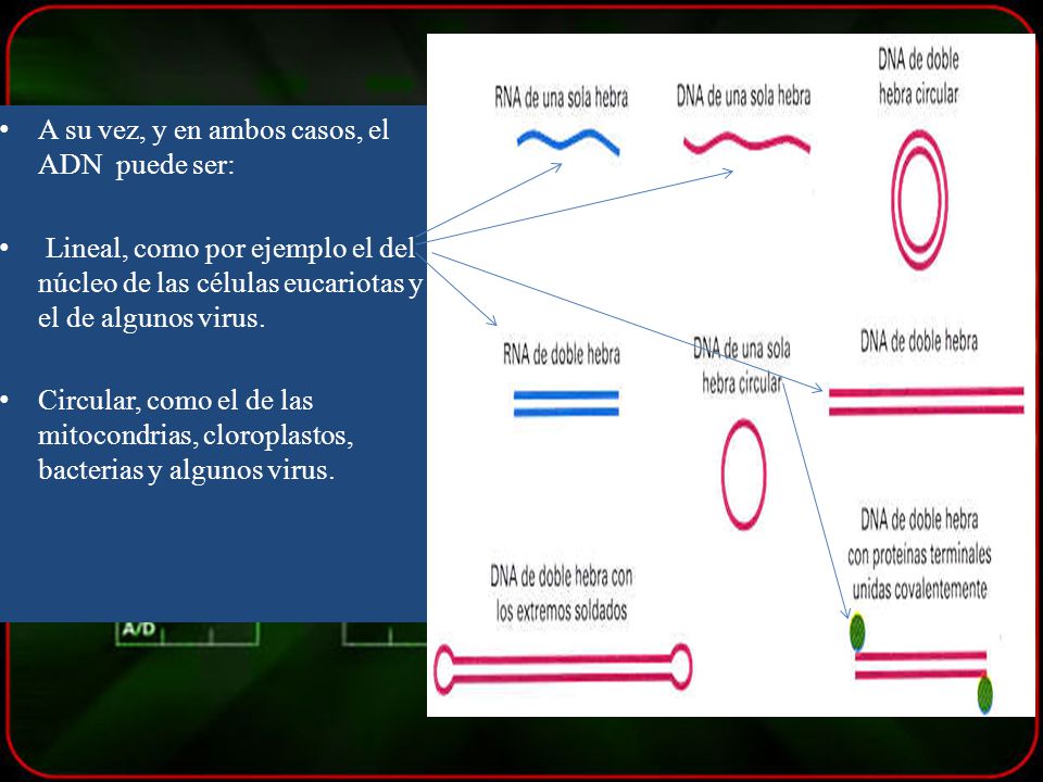 A su vez, y en ambos casos, el ADN puede ser: