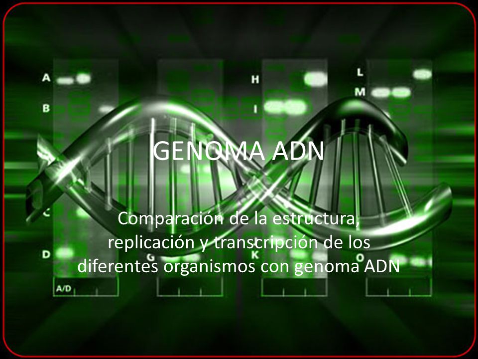 GENOMA ADN Comparación de la estructura, replicación y transcripción de los diferentes organismos con genoma ADN.