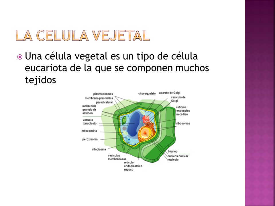 LA CELULA VEJETAL Una célula vegetal es un tipo de célula eucariota de la que se componen muchos tejidos.