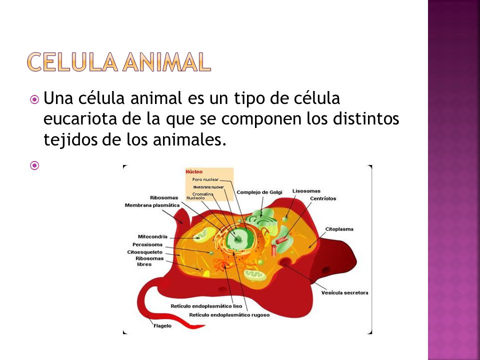 CELULA ANIMAL Una célula animal es un tipo de célula eucariota de la que se componen los distintos tejidos de los animales.
