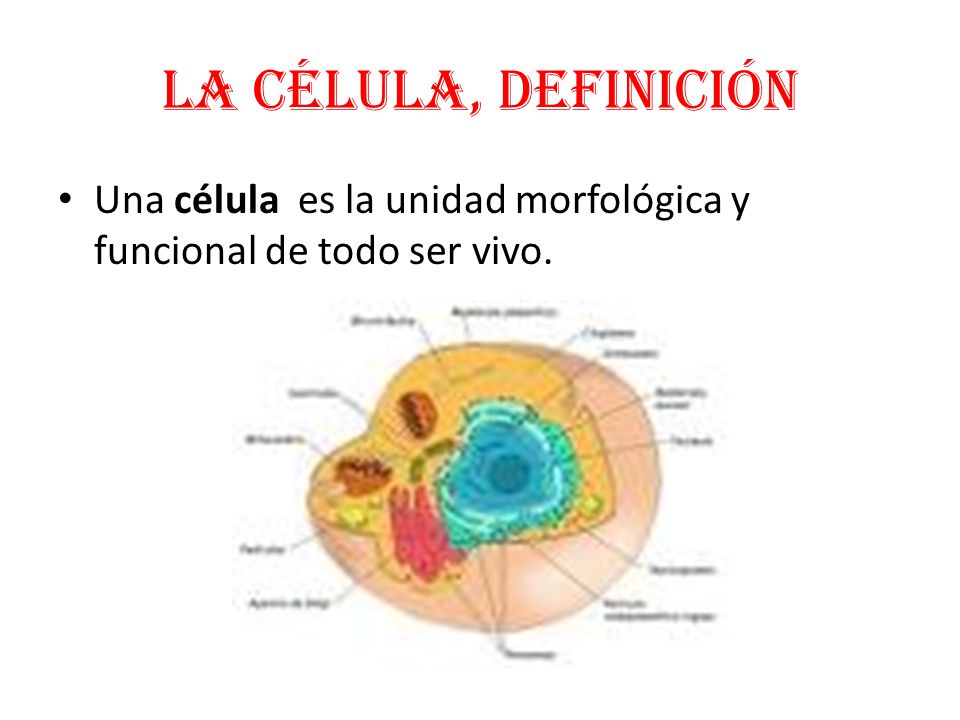 La célula, definición Una célula es la unidad morfológica y funcional de todo ser vivo.
