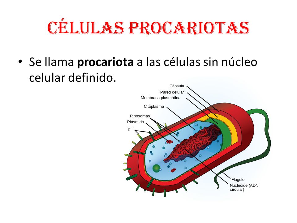 Células procariotas Se llama procariota a las células sin núcleo celular definido.