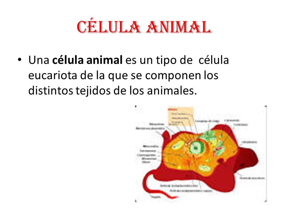 Célula animal Una célula animal es un tipo de célula eucariota de la que se componen los distintos tejidos de los animales.