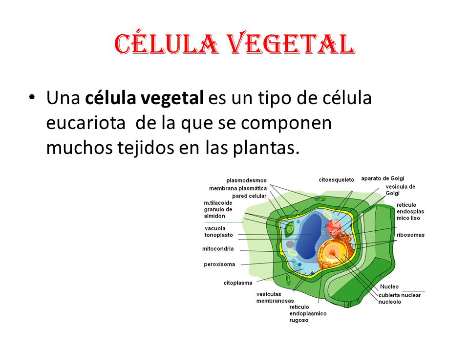 Célula vegetal Una célula vegetal es un tipo de célula eucariota de la que se componen muchos tejidos en las plantas.