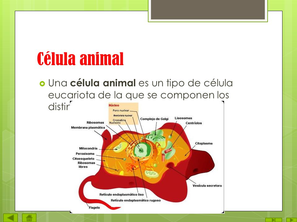 Célula animal Una célula animal es un tipo de célula eucariota de la que se componen los distintos tejidos de los animales.