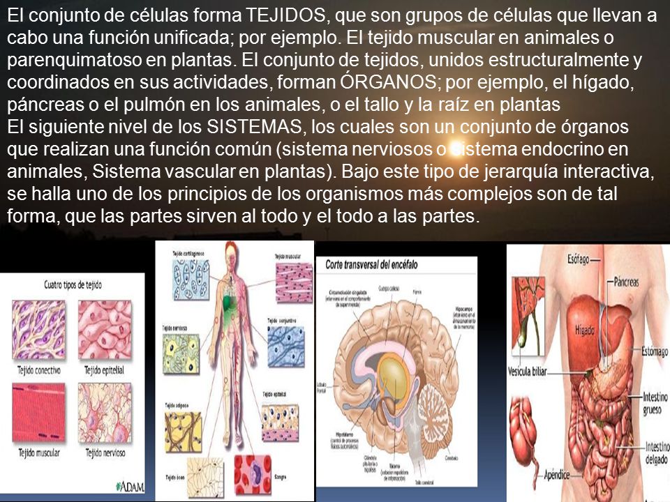 El conjunto de células forma TEJIDOS, que son grupos de células que llevan a cabo una función unificada; por ejemplo.