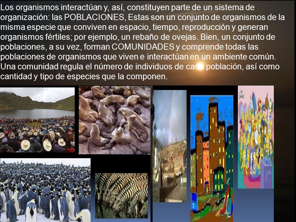 Los organismos interactúan y, así, constituyen parte de un sistema de organización: las POBLACIONES, Estas son un conjunto de organismos de la misma especie que conviven en espacio, tiempo, reproducción y generan organismos fértiles; por ejemplo, un rebaño de ovejas.