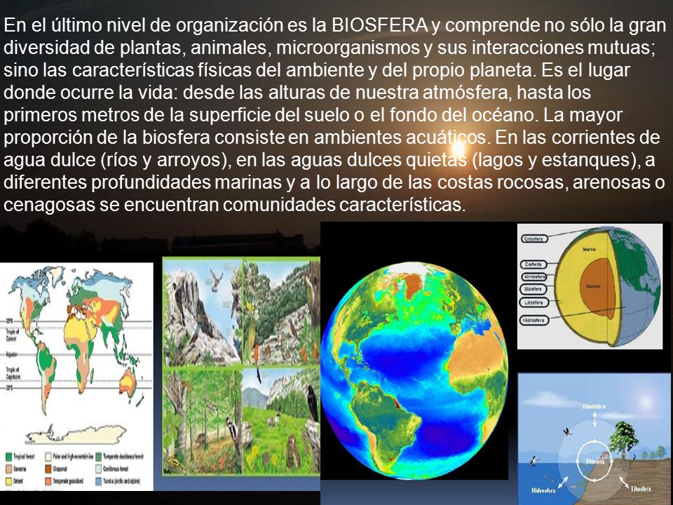 Un ECOSISTEMA es una unidad de organización biológica compuesta por todos los organizamos de un área dada y el ambiente en el que viven. Esta caracterizado por las interacciones entre los componentes bióticos y abióticos; por ejemplo, la tundra, el desierto y la sabana.