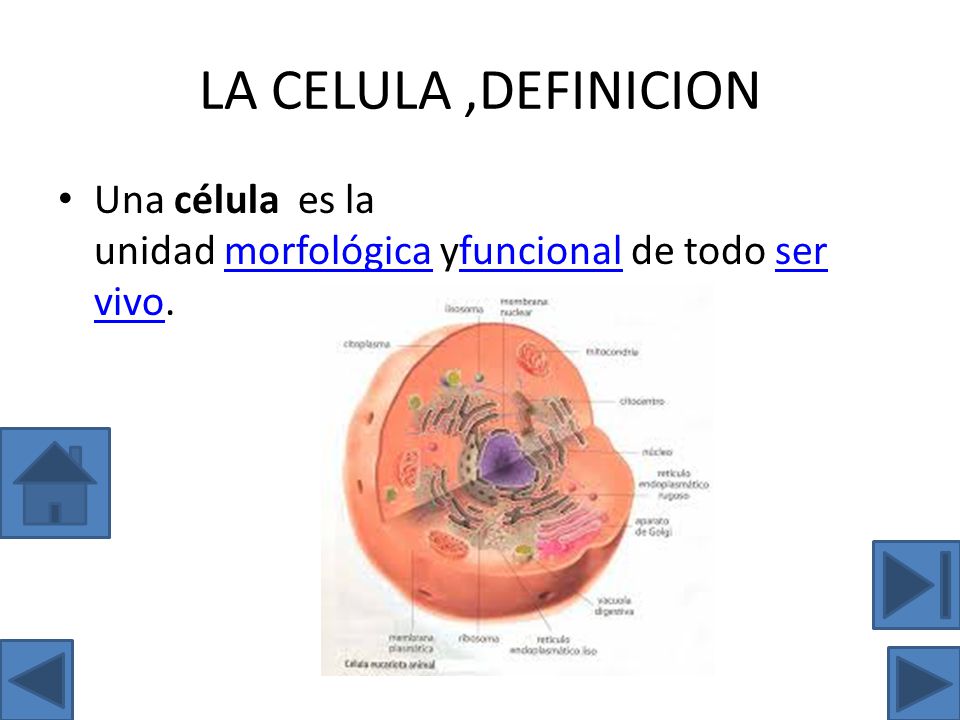 LA CELULA ,DEFINICION Una célula es la unidad morfológica yfuncional de todo ser vivo.