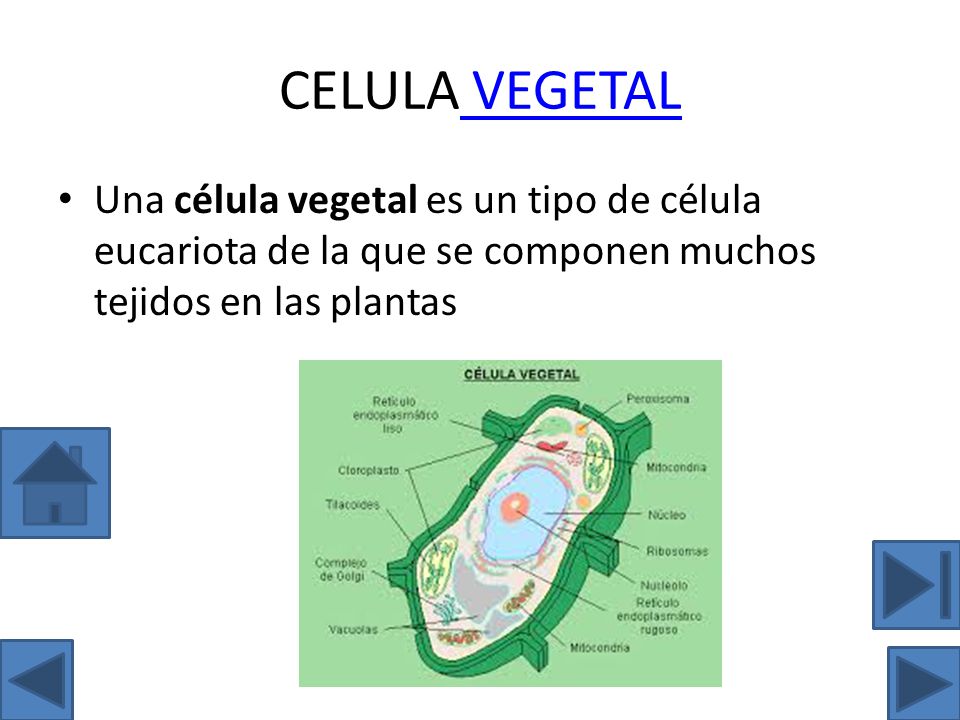 CELULA VEGETAL Una célula vegetal es un tipo de célula eucariota de la que se componen muchos tejidos en las plantas.