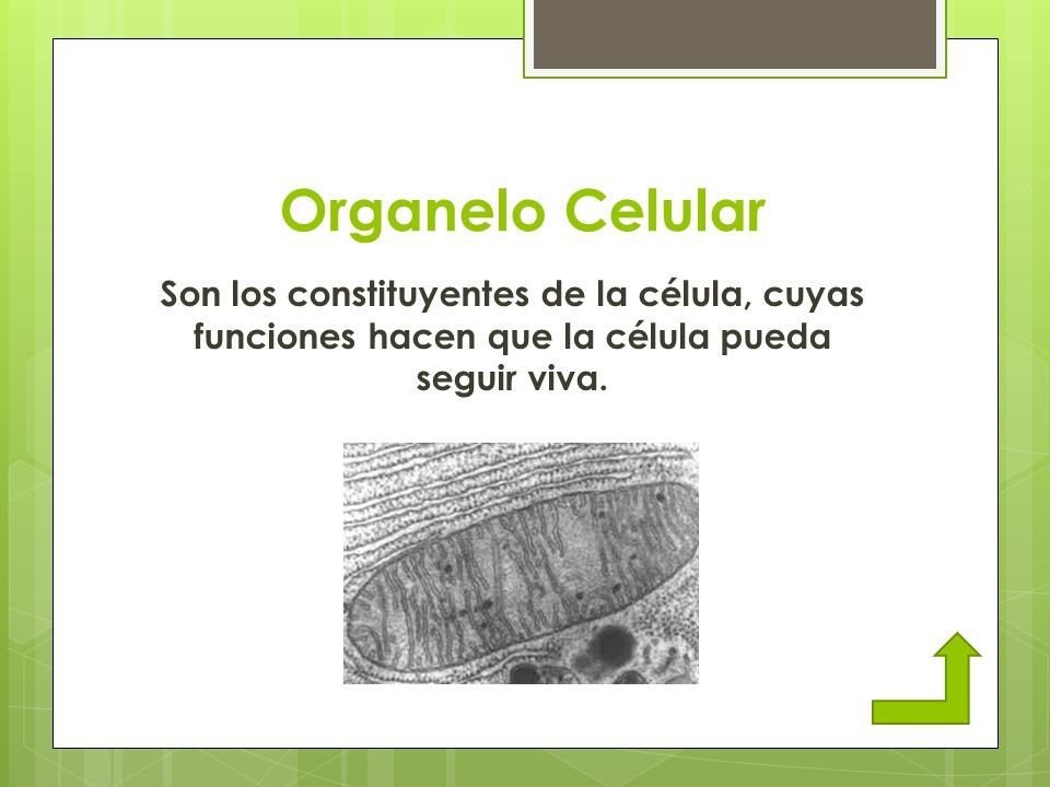 Organelo Celular Son los constituyentes de la célula, cuyas funciones hacen que la célula pueda seguir viva.