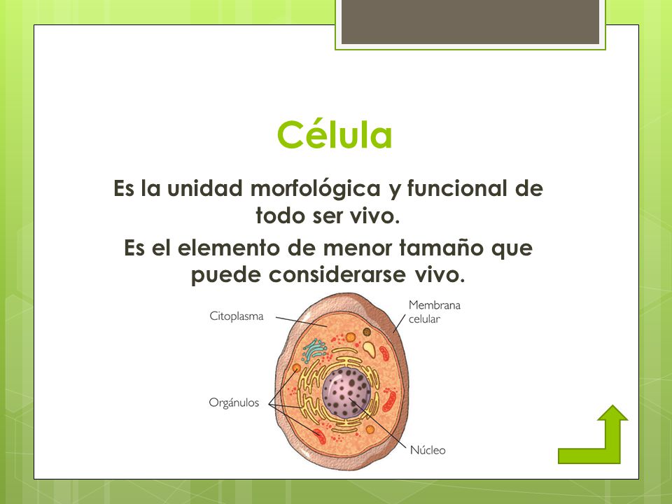Célula Es la unidad morfológica y funcional de todo ser vivo.