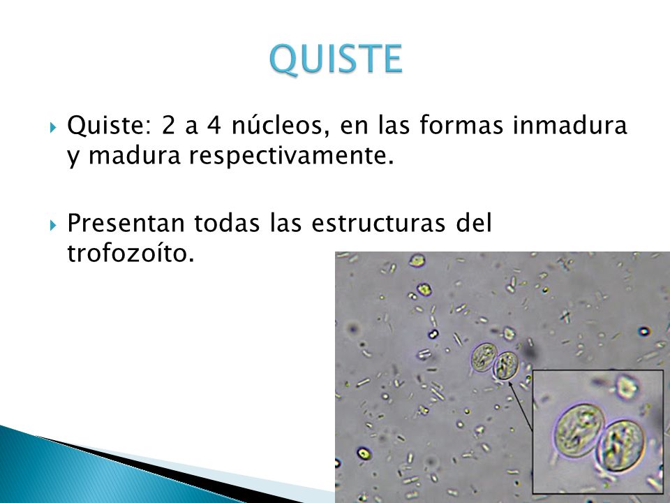 QUISTE Quiste: 2 a 4 núcleos, en las formas inmadura y madura respectivamente.