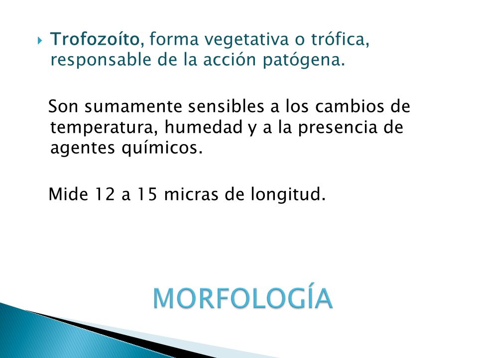 Trofozoíto, forma vegetativa o trófica, responsable de la acción patógena.