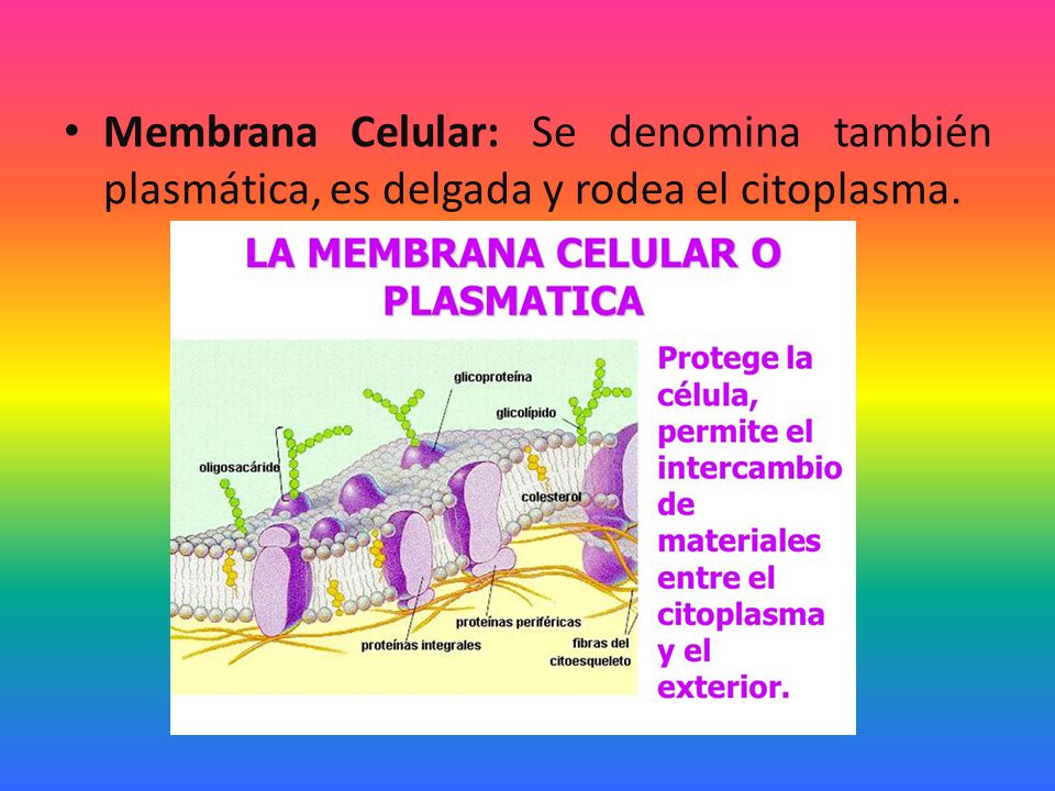 Membrana Celular: Se denomina también plasmática, es delgada y rodea el citoplasma.