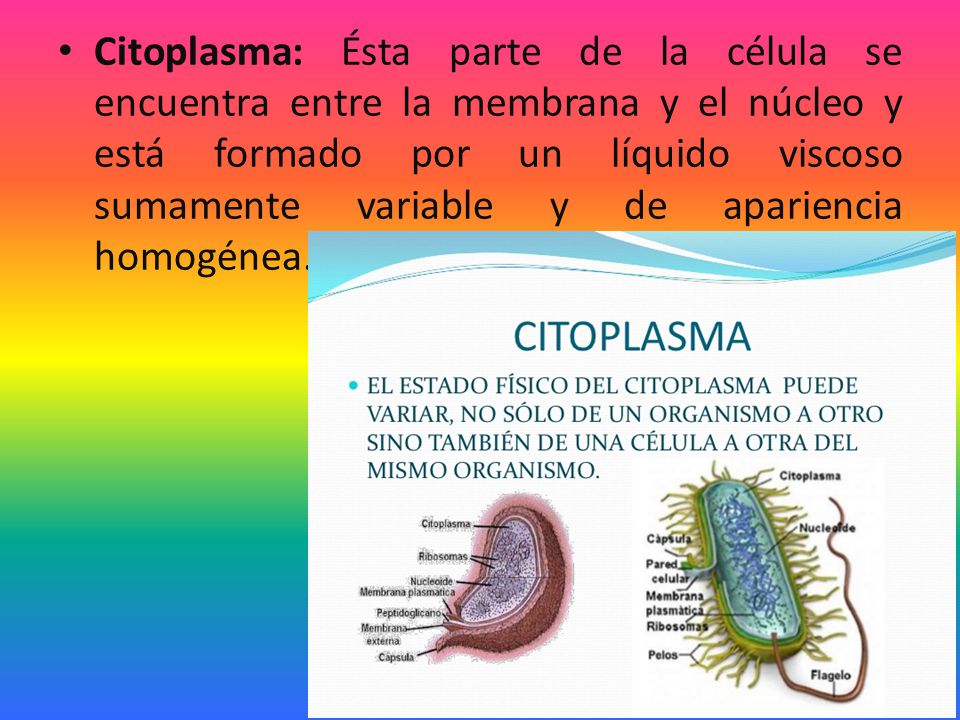 Citoplasma: Ésta parte de la célula se encuentra entre la membrana y el núcleo y está formado por un líquido viscoso sumamente variable y de apariencia homogénea.