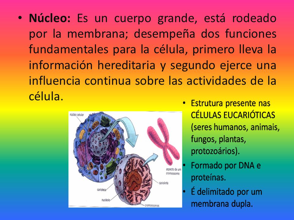 Núcleo: Es un cuerpo grande, está rodeado por la membrana; desempeña dos funciones fundamentales para la célula, primero lleva la información hereditaria y segundo ejerce una influencia continua sobre las actividades de la célula.
