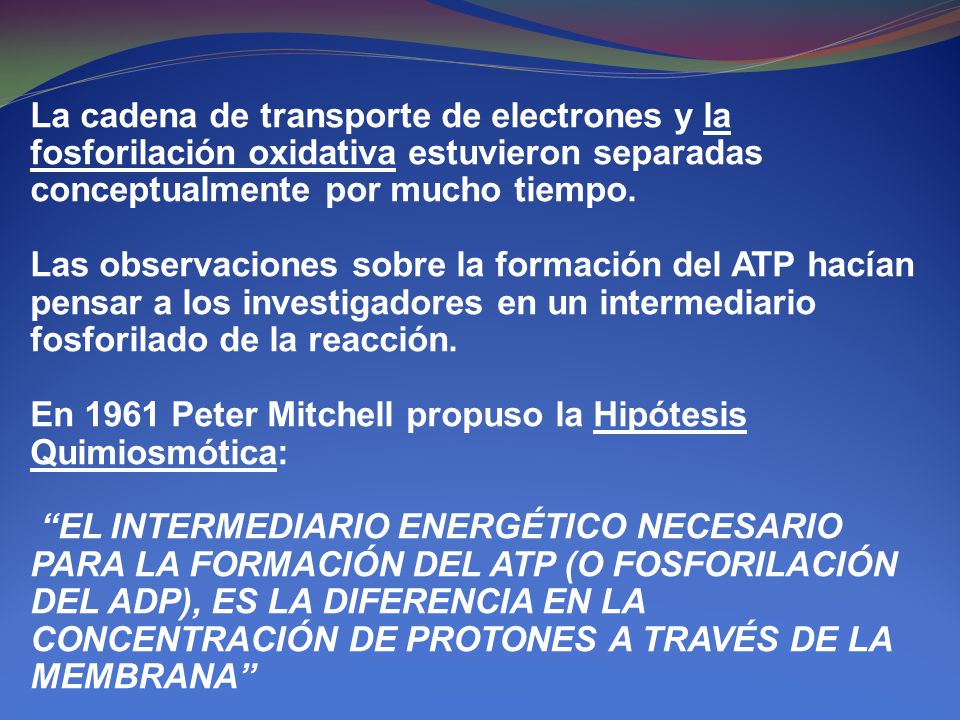 La cadena de transporte de electrones y la fosforilación oxidativa estuvieron separadas conceptualmente por mucho tiempo.