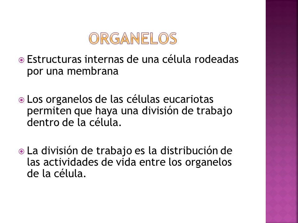 Organelos Estructuras internas de una célula rodeadas por una membrana