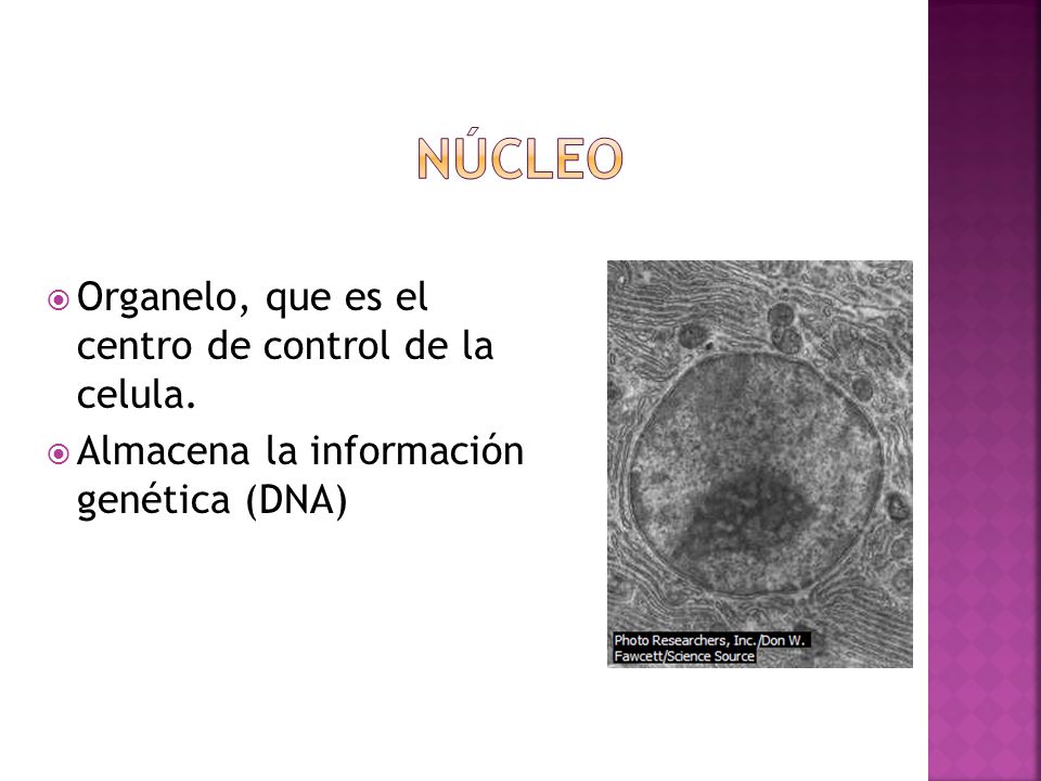 Núcleo Organelo, que es el centro de control de la celula.
