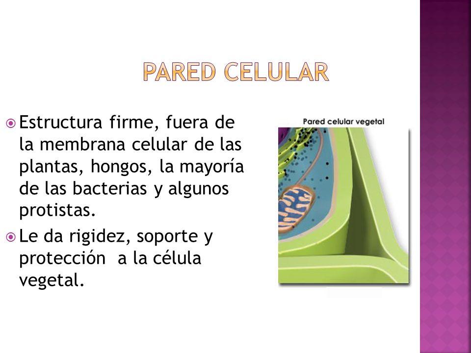 Pared Celular Estructura firme, fuera de la membrana celular de las plantas, hongos, la mayoría de las bacterias y algunos protistas.