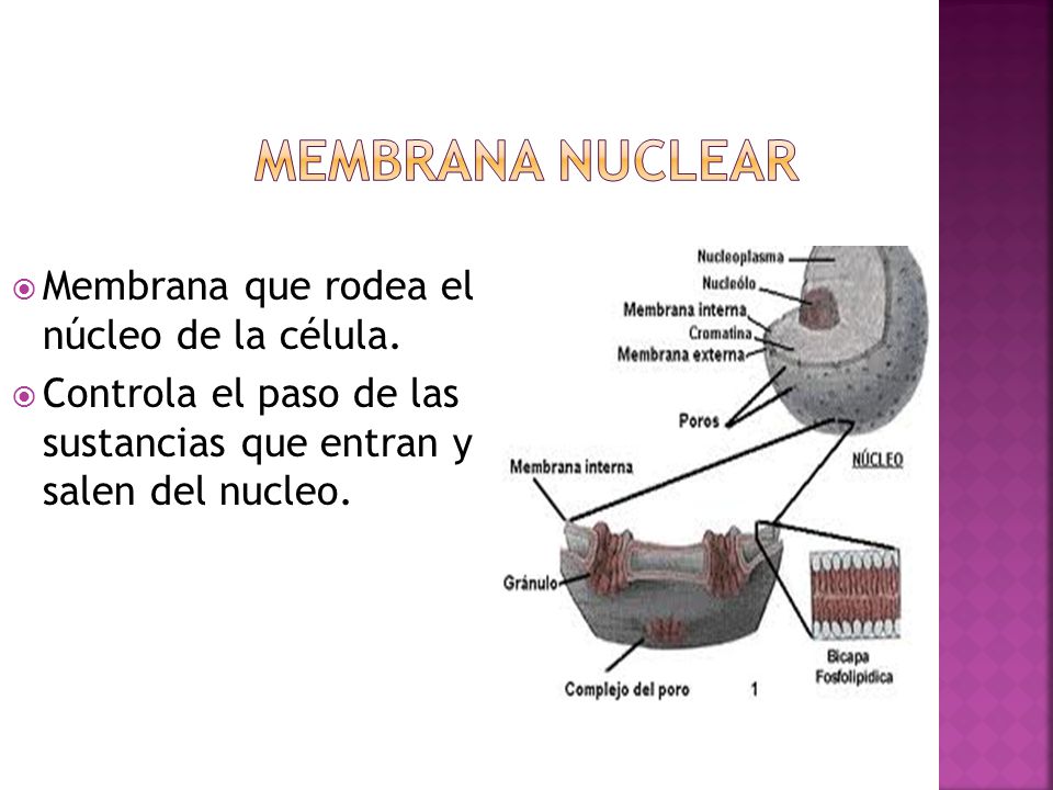 Membrana nuclear Membrana que rodea el núcleo de la célula.