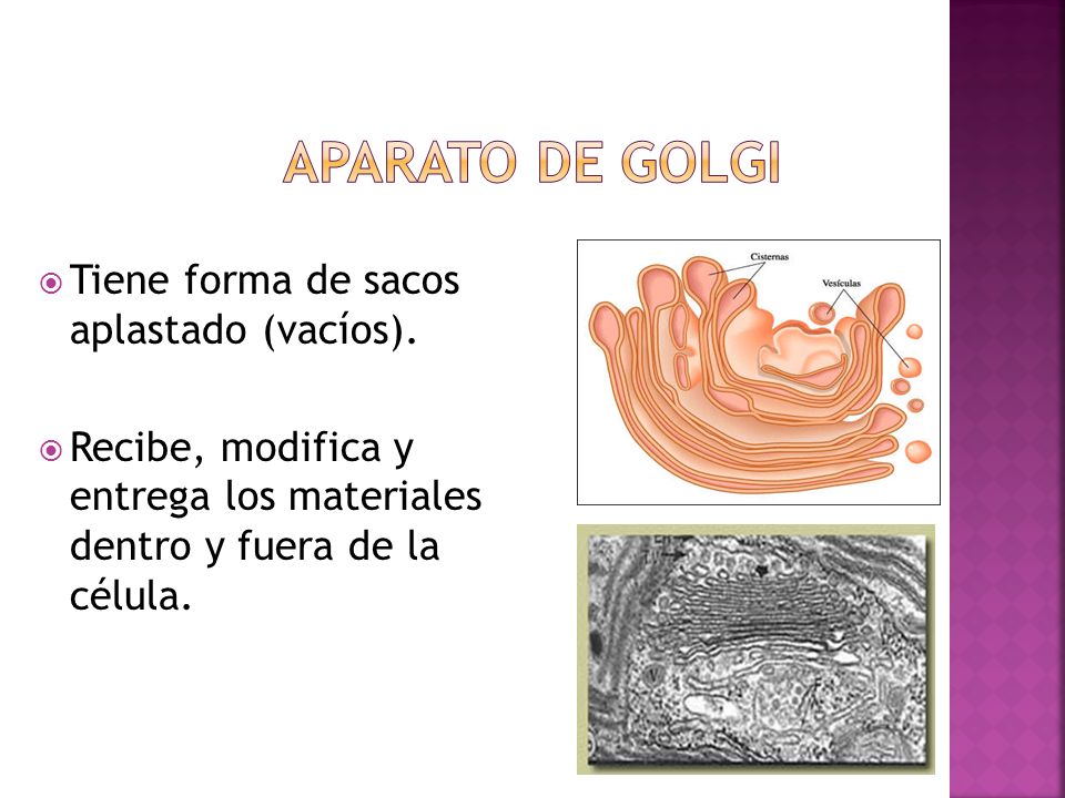 Aparato de Golgi Tiene forma de sacos aplastado (vacíos).