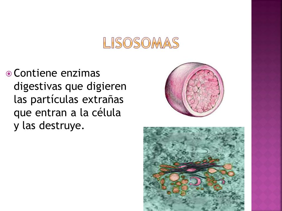 Lisosomas Contiene enzimas digestivas que digieren las partículas extrañas que entran a la célula y las destruye.