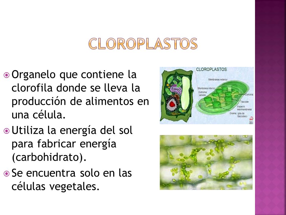 Cloroplastos Organelo que contiene la clorofila donde se lleva la producción de alimentos en una célula.