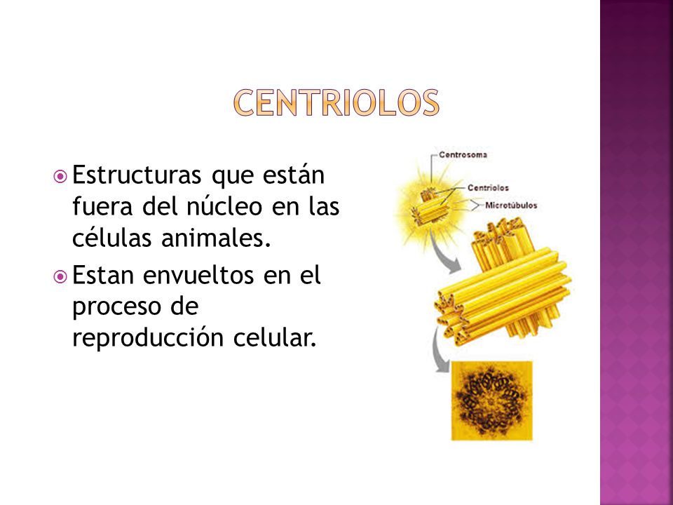 Centriolos Estructuras que están fuera del núcleo en las células animales.