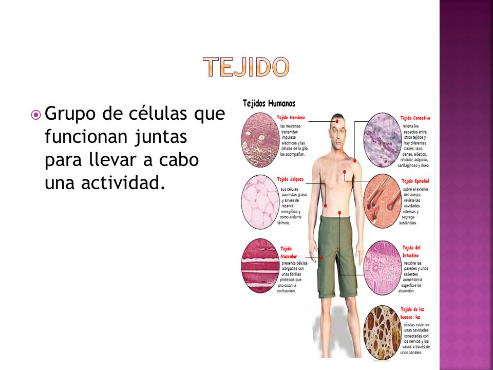 Tejido Grupo de células que funcionan juntas para llevar a cabo una actividad.