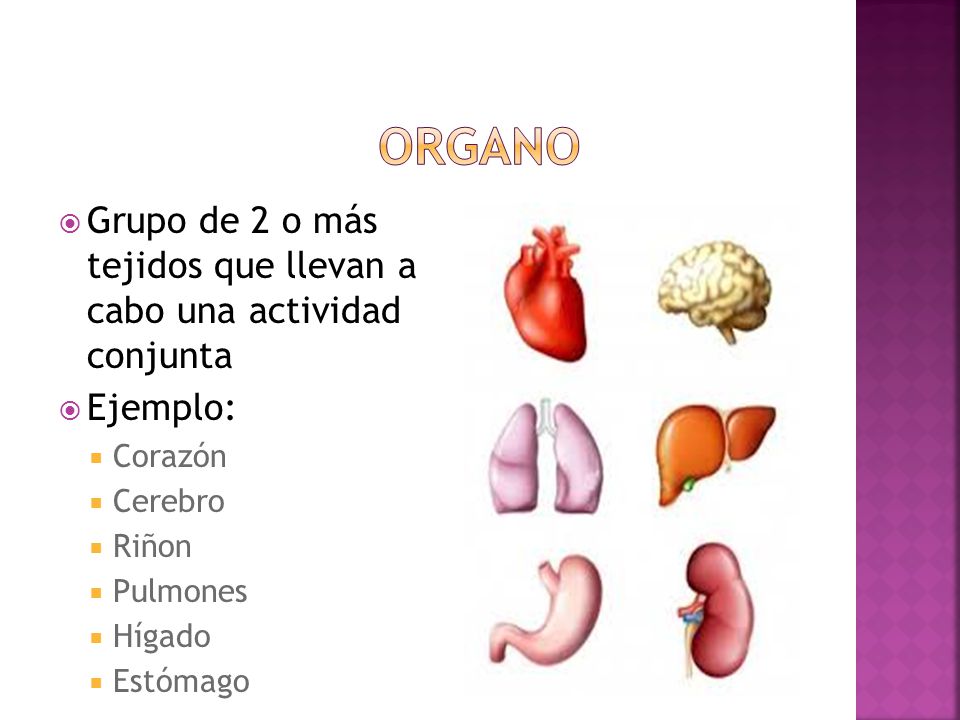 Organo Grupo de 2 o más tejidos que llevan a cabo una actividad conjunta. Ejemplo: Corazón. Cerebro.
