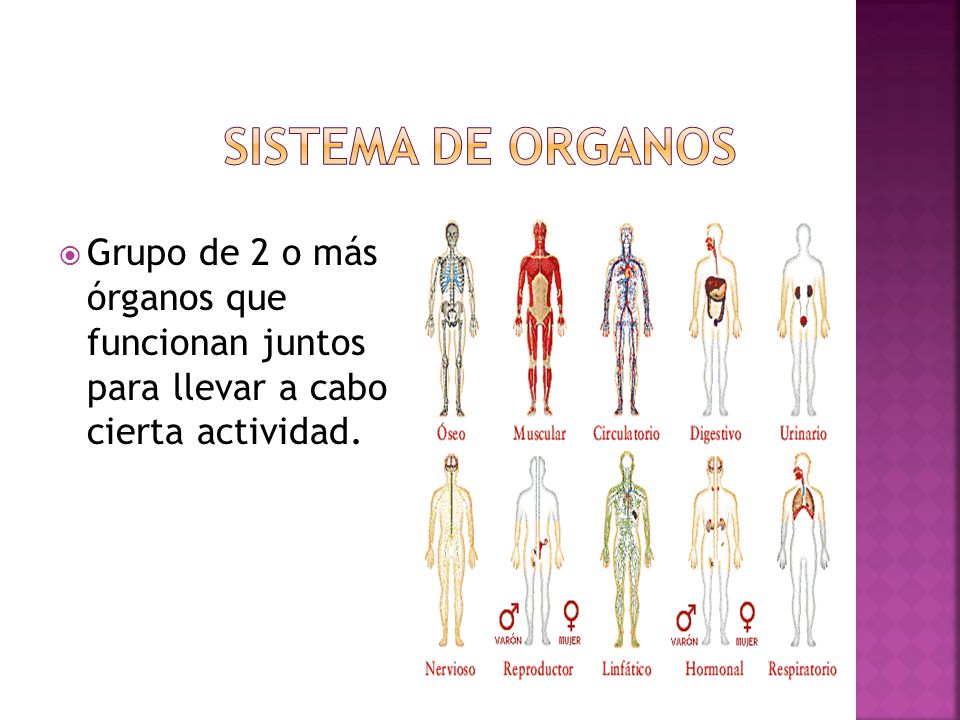 Sistema de Organos Grupo de 2 o más órganos que funcionan juntos para llevar a cabo cierta actividad.