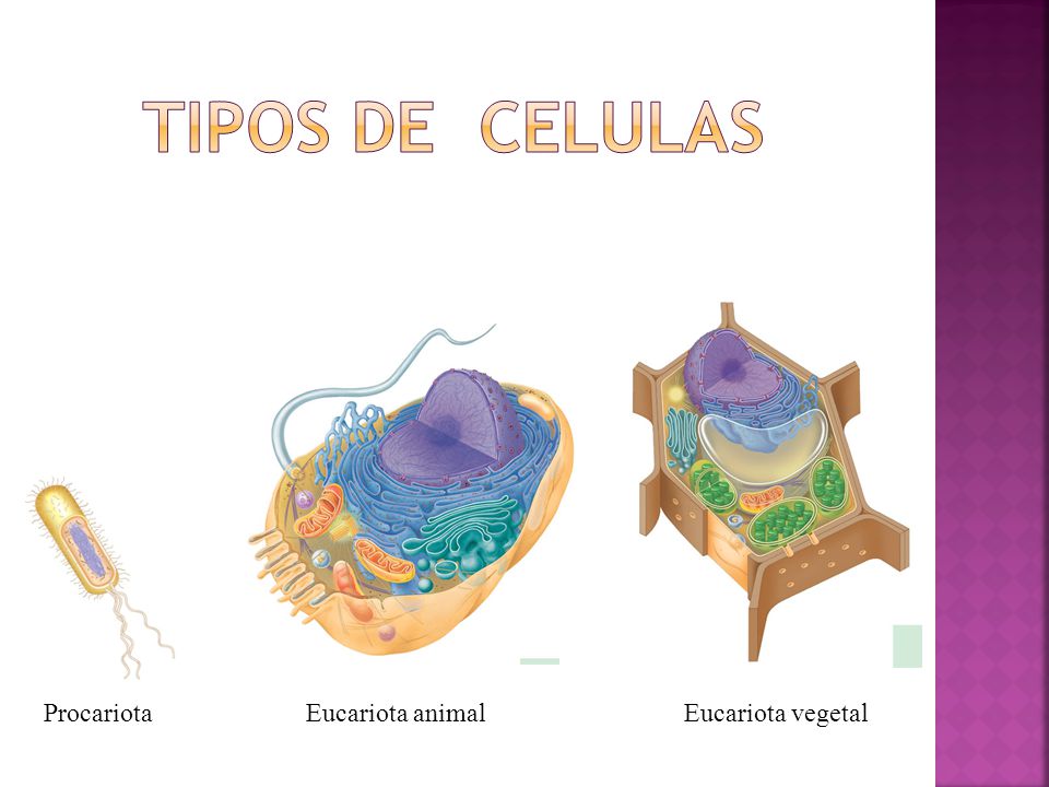 Tipos de celulas Procariota Eucariota animal Eucariota vegetal