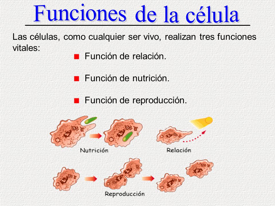 Funciones de la célula Las células, como cualquier ser vivo, realizan tres funciones vitales: Función de relación.