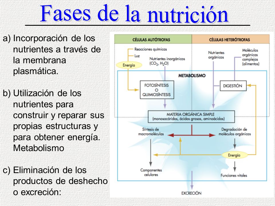 Fases de la nutrición Incorporación de los nutrientes a través de la membrana plasmática.