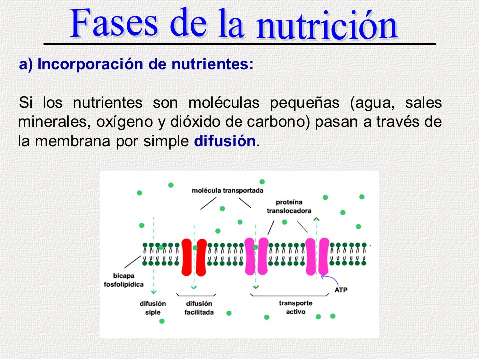 Fases de la nutrición a) Incorporación de nutrientes: