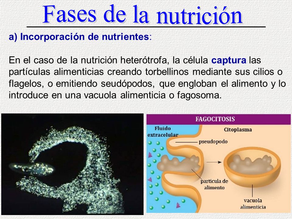 Fases de la nutrición Incorporación de nutrientes: