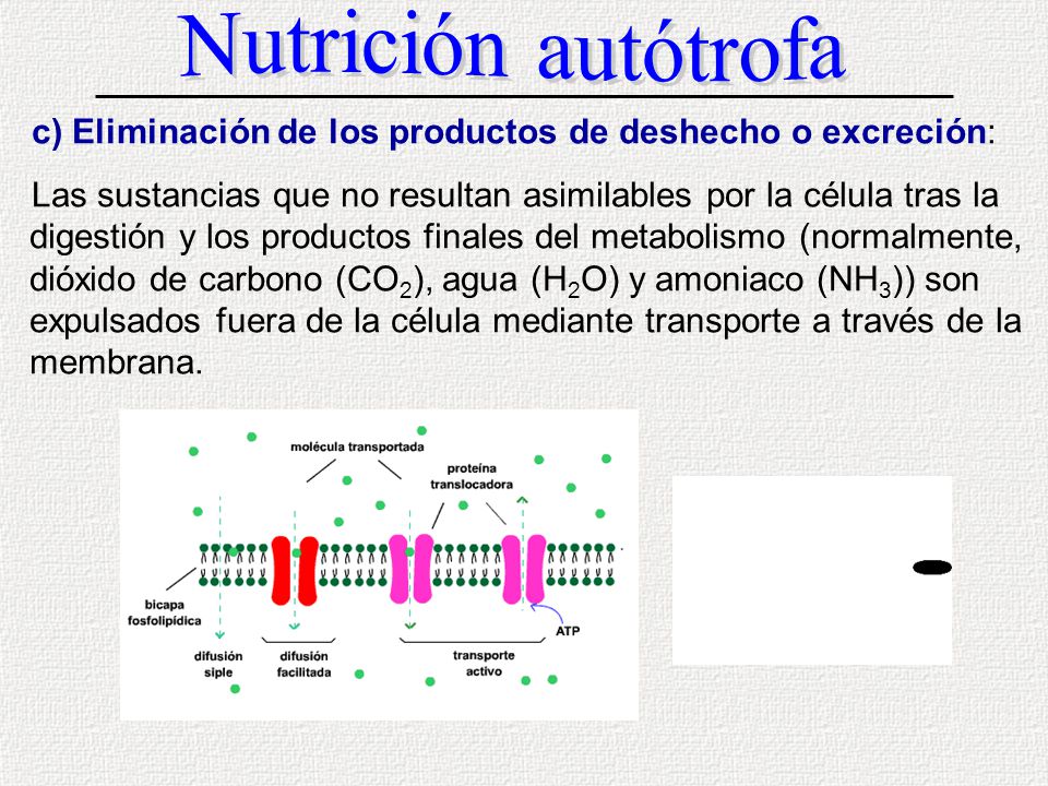 Nutrición autótrofa c) Eliminación de los productos de deshecho o excreción: