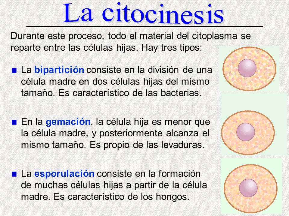 La citocinesis Durante este proceso, todo el material del citoplasma se reparte entre las células hijas. Hay tres tipos: