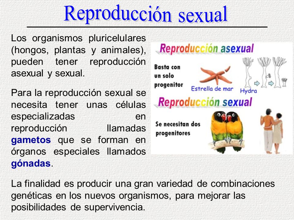 Reproducción sexual Los organismos pluricelulares (hongos, plantas y animales), pueden tener reproducción asexual y sexual.