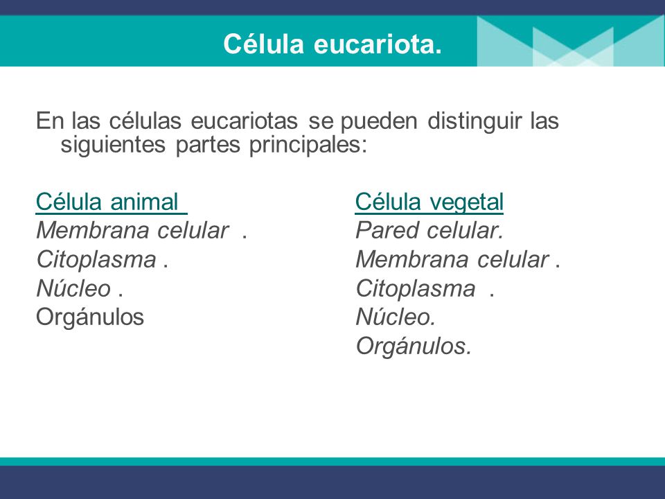 Célula eucariota. En las células eucariotas se pueden distinguir las siguientes partes principales: